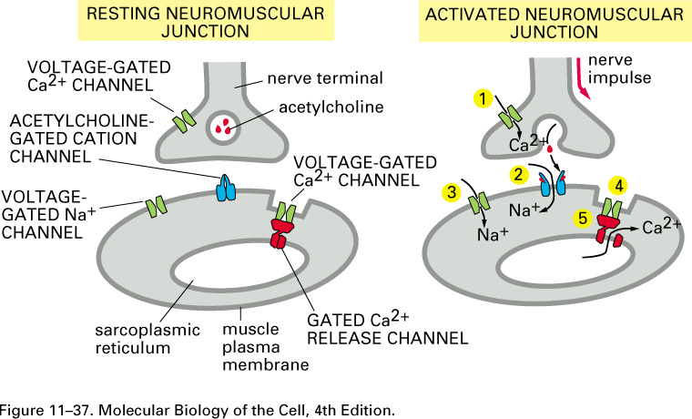 Cartoon of neuromuscular junction.